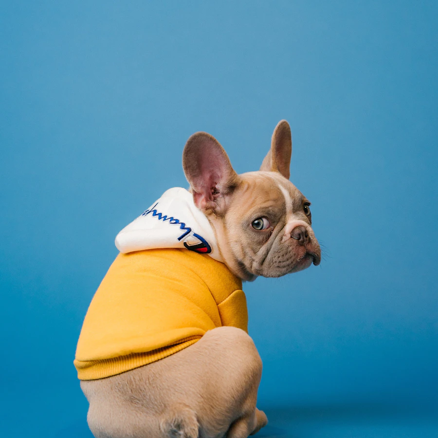 Dog Grooming Online Course UK pet care and grooming training